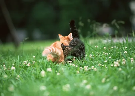 宠物猫家禽家畜jpg素材 宠物猫家禽家畜jpg素材
