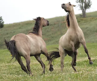 马动物野马草原野生动物草原