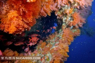 美丽海底珊瑚图片