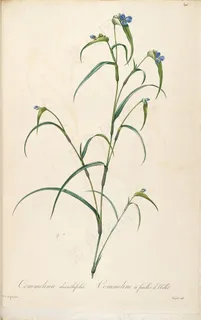 雷杜德原版高清花草蓝色花卉图谱素材