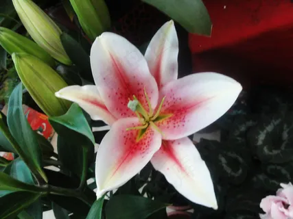 百合花高清图片下载 百合花高清图片下载