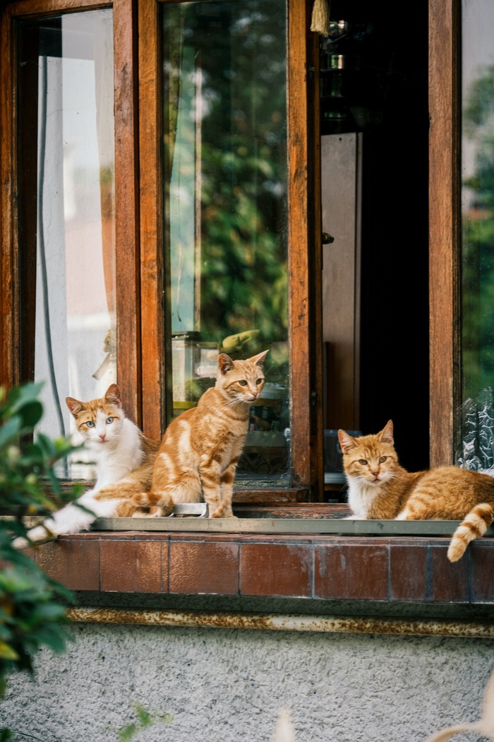 可爱猫咪猫猫摄影素材