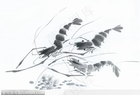 水墨画—虾 水墨画—虾