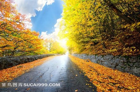 秋季风景素材落叶街道