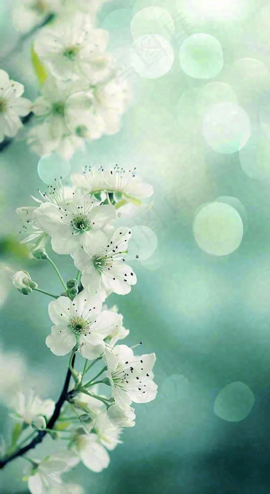 春天枝头上开满花朵，春分摄影图(816x1488)