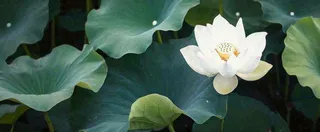 夏天白荷花荷花池，处暑小暑大暑夏至立夏摄影图