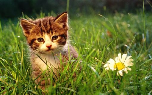 可爱萌猫桌面壁纸图 可爱萌猫桌面壁纸图