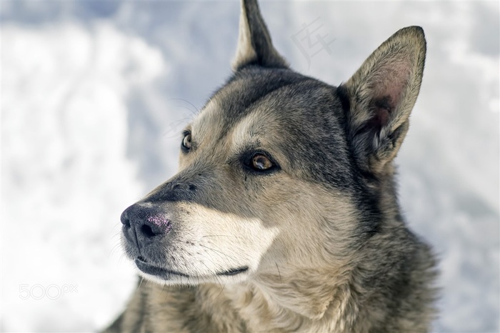 高清忧愁的狼图片