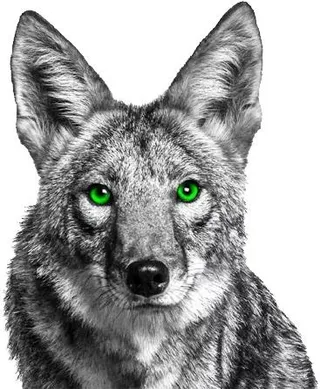 PNG豺狼土狼免抠