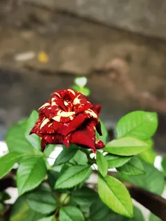 夏季神秘满天星花朵绿叶