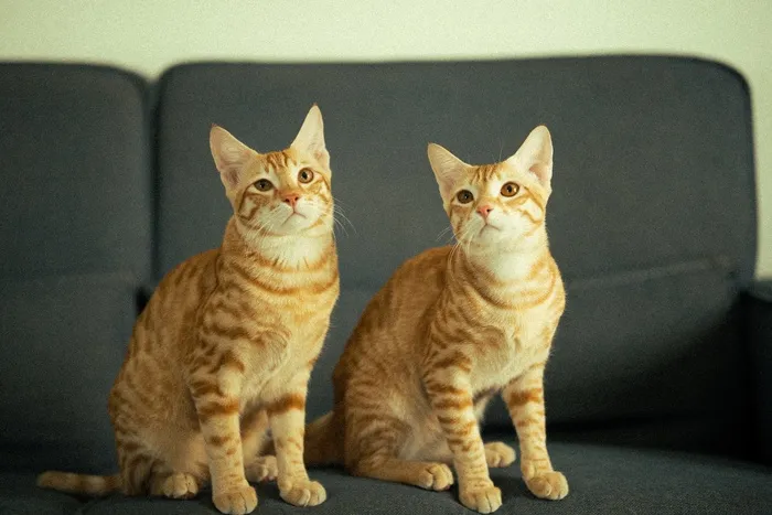 可爱猫咪猫猫摄影素材