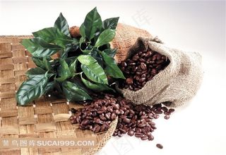 咖啡豆树叶高清图片下载
