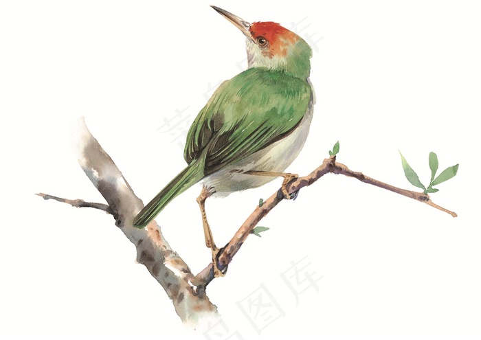 树枝上美丽的鸟儿素材