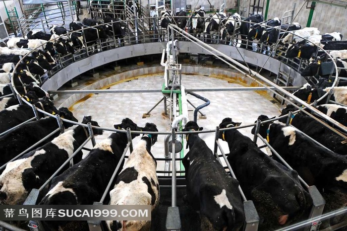 农场动物系列 - 细致划分的奶牛场