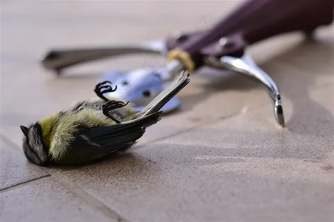 死亡的可怜小鸟