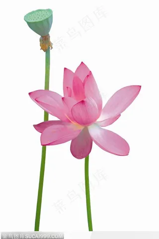 飘逸荷花-莲蓬与荷花