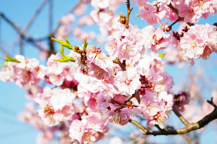 淡雅粉色梅花图片