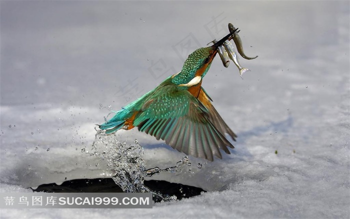 捉鱼的翠鸟摄影素材