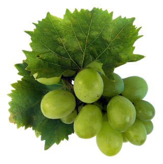 葡萄阳光玫瑰绿色