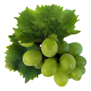 葡萄阳光玫瑰绿色