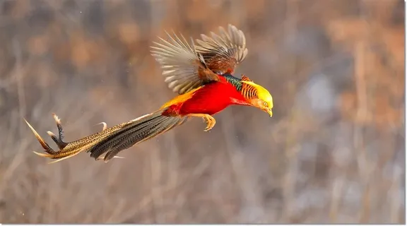 美丽的红腹锦鸡素材图