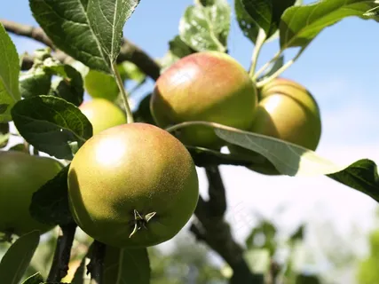 未成熟绿色苹果图片 未成熟绿色苹果图片