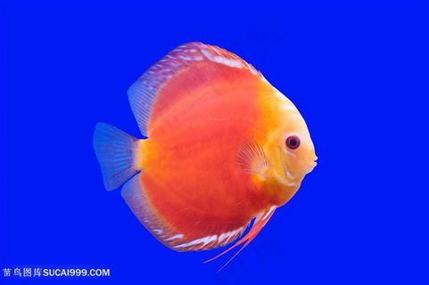 美丽的热带鱼高清图片
