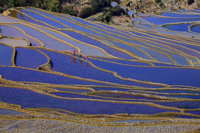 云南元阳梯田风景