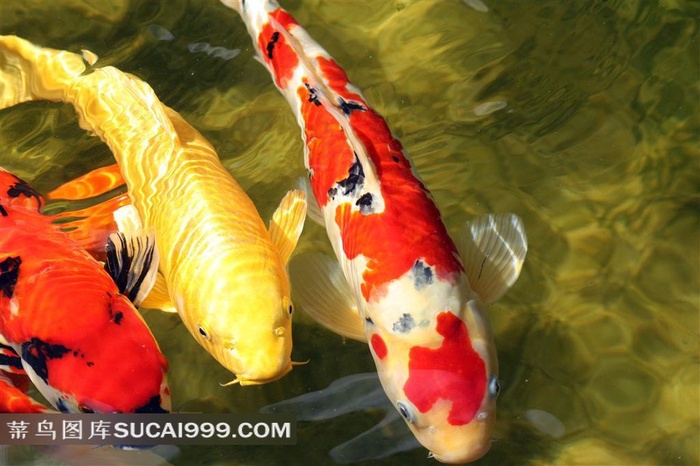 海底鱼群生物世界