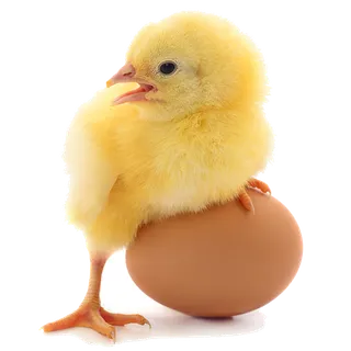 鹌鹑蛋 (超市商品白底图免抠实物摄影png格式图片透明底051