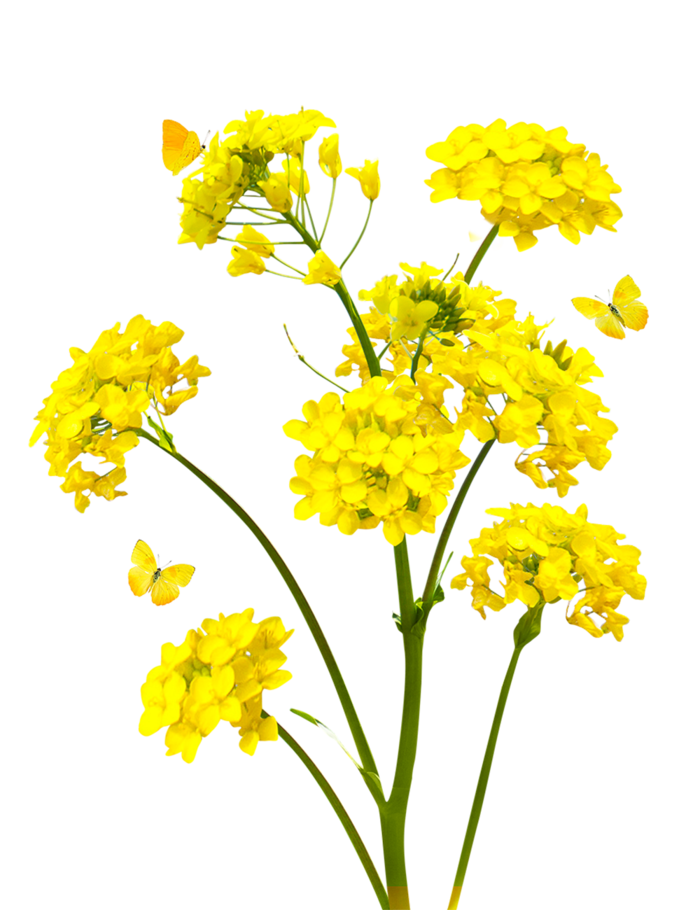 免抠油菜花素材