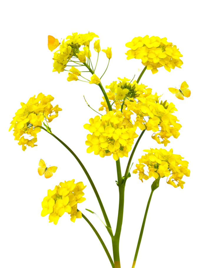 免抠油菜花素材