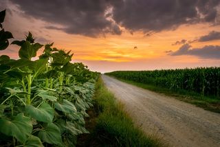 农村小路黄昏泥路田野
