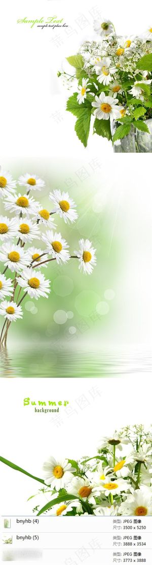 漂亮的菊花摄影素材