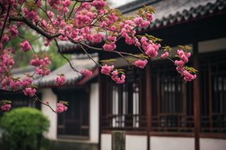 庭院门口的树开的红花摄影图