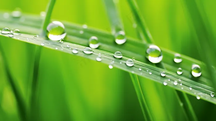 雨天小草上的水珠嫩叶摄影图(4368x2448)