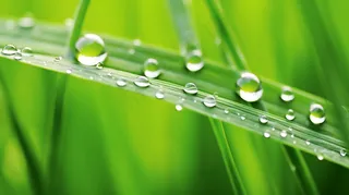 雨天小草上的水珠嫩叶摄影图