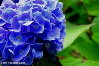 高清唯美蓝色绣球花图片