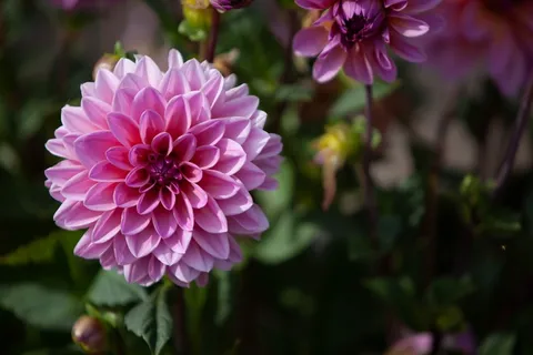 高清鲜花花朵摄影图片 高清鲜花花朵摄影图片