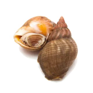 螺贝类带壳类(8)海鲜超市商品红酒白底图免抠实物摄影png格式图片透明底