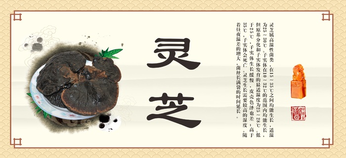 灵芝展板图片cdr矢量模版下载