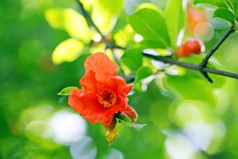 红色石榴花图片下载 红色石榴花图片下载