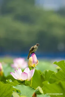 荷花上的小鸟摄影图片