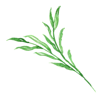 唯美森系手绘水彩花朵 免抠