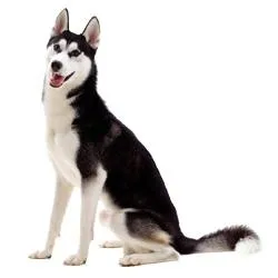 哈士奇 PNG免抠(250x250)