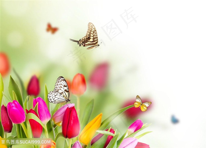 蝶恋花唯美小清新装饰画