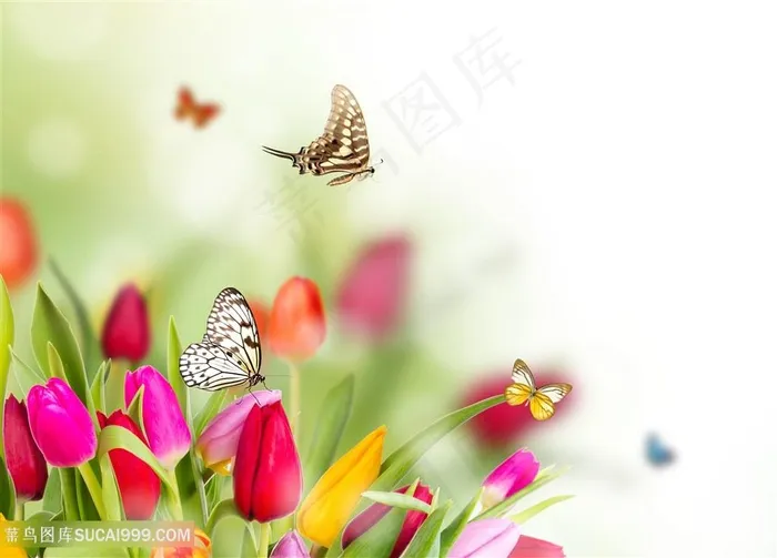 蝶恋花唯美小清新装饰画