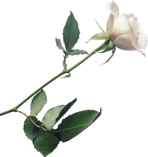 白玫瑰PNG图片,花白玫瑰PNG图片免抠(2773x2947)