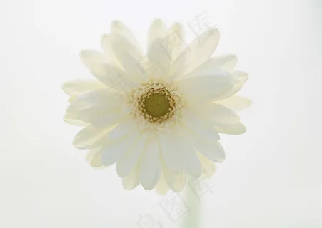 万千花卉 784 万千花卉 784