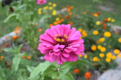 百日草特写图片 百日草特写图片